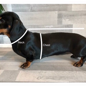 Puede incluir: Un perro salchicha negro y marr&oacute;n con l&iacute;neas blancas que indican las medidas del cuello, el pecho y la longitud. El perro est&aacute; de pie sobre un suelo de madera gris claro. La imagen es para ropa o accesorios para mascotas.