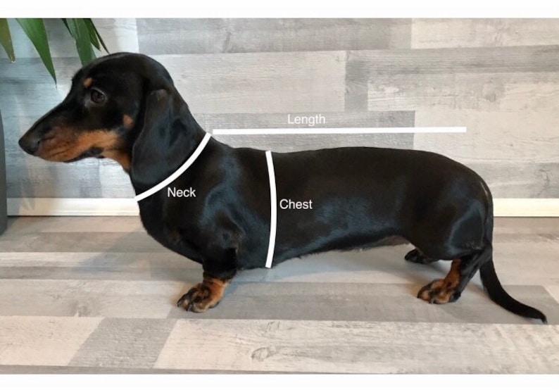 Puede incluir: Un perro salchicha negro y marr&oacute;n con l&iacute;neas blancas que indican las medidas del cuello, el pecho y la longitud. El perro est&aacute; de pie sobre un suelo de madera gris claro. La imagen es para ropa o accesorios para mascotas.
