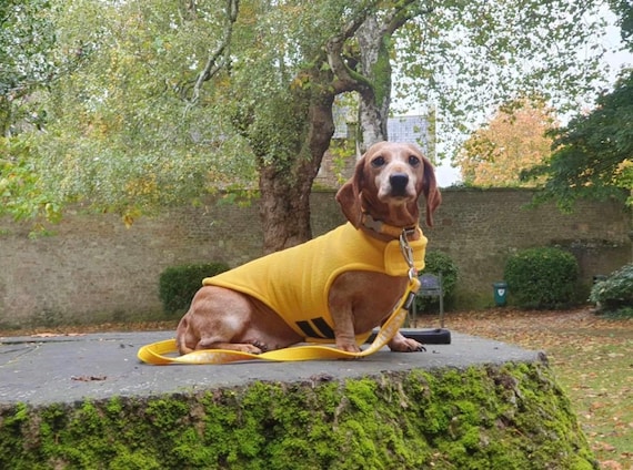 Yellow Dachshund Fleece