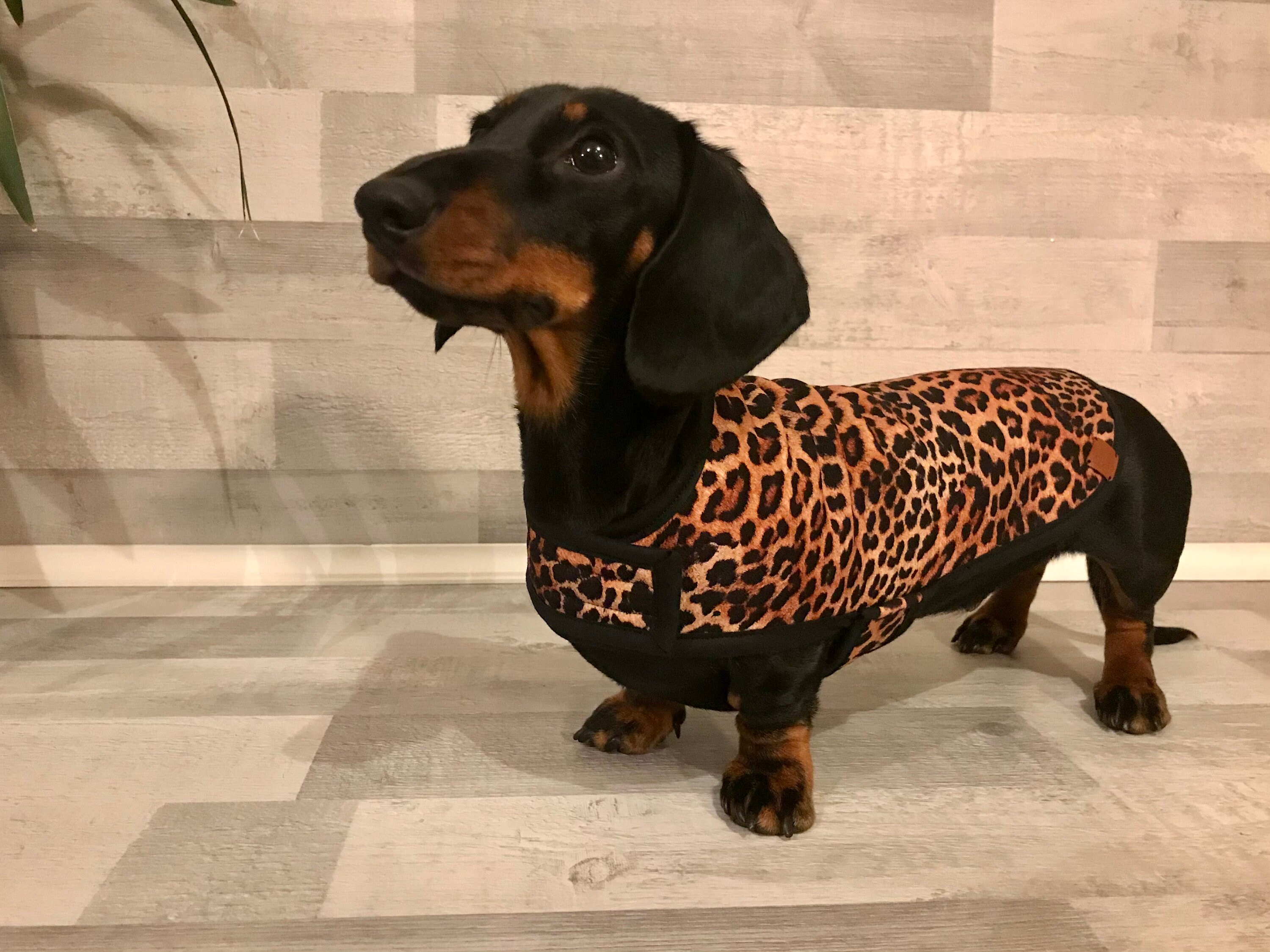 Miniature Dachshund Coat Etsy