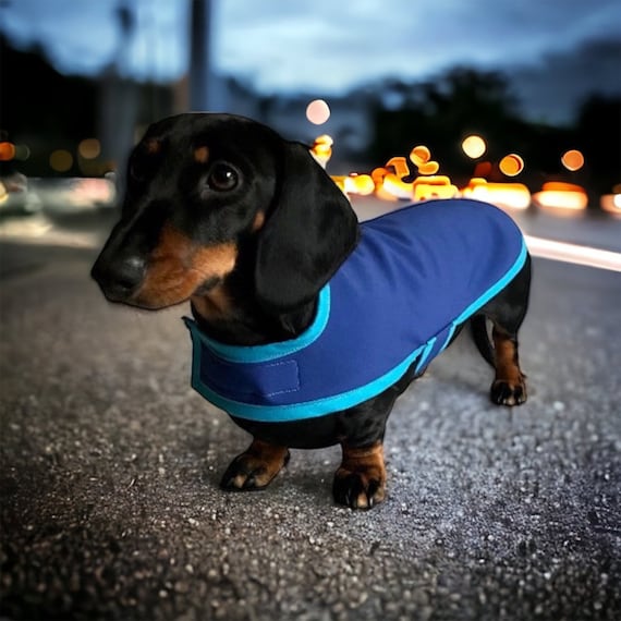 Waterproof Dachshund Coat ( Blue with light blue trim)