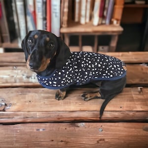 May include: A black and tan dachshund dog wearing a navy blue dog coat with white polka dots. The dog is sitting on a wooden surface. The coat has a navy blue trim.