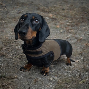 Puede incluir: Un perro salchicha negro y canela con un chaleco de malla beige y negro. El perro mira hacia arriba con una expresi&oacute;n curiosa. El perro est&aacute; de pie sobre una superficie de tierra.