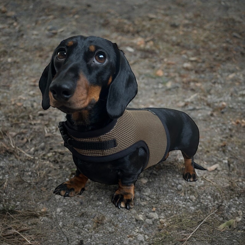 Puede incluir: Un perro salchicha negro y canela con un chaleco de malla beige y negro. El perro mira hacia arriba con una expresi&oacute;n curiosa. El perro est&aacute; de pie sobre una superficie de tierra.