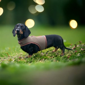 Dachshund Harness Olive Brown ( No armpit rub)