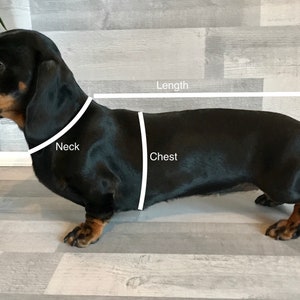 May include: A black and brown dachshund dog standing sideways with white lines indicating measurements for neck, chest, and length.