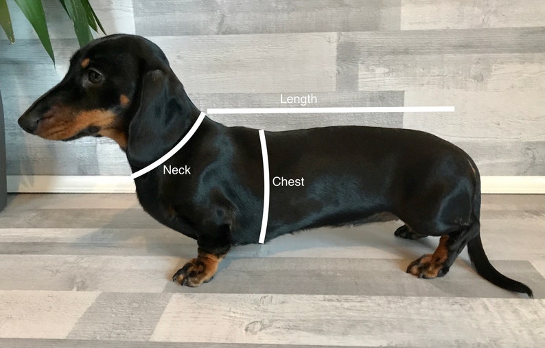 May include: A black and brown dachshund dog standing sideways with white lines indicating measurements for neck, chest, and length.