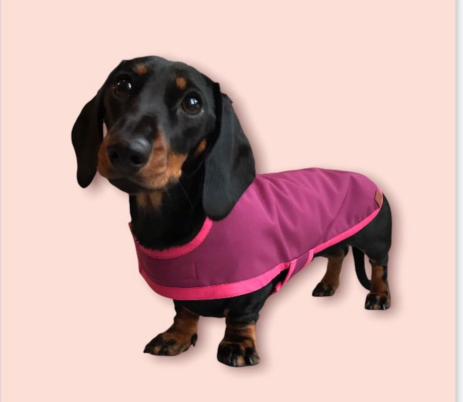 4 Cute Dachshund Raincoats For Australians