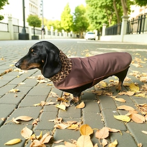 Puede incluir: Un perro salchicha negro y canela con un abrigo marrón con cuello con estampado de leopardo. El perro está de pie sobre una acera de ladrillos cubierta de hojas caídas, con un fondo borroso de árboles y edificios.