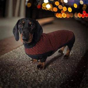 Black & Tan Woolly Dachshund Coat