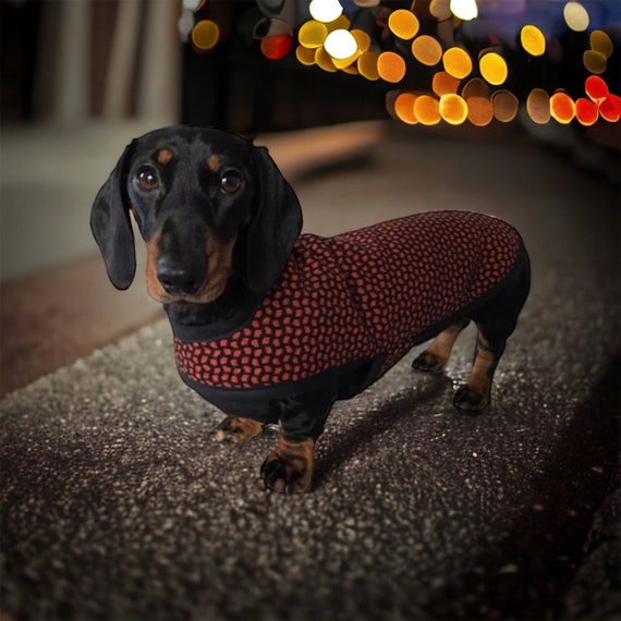 Black & Tan Woolly Dachshund Coat