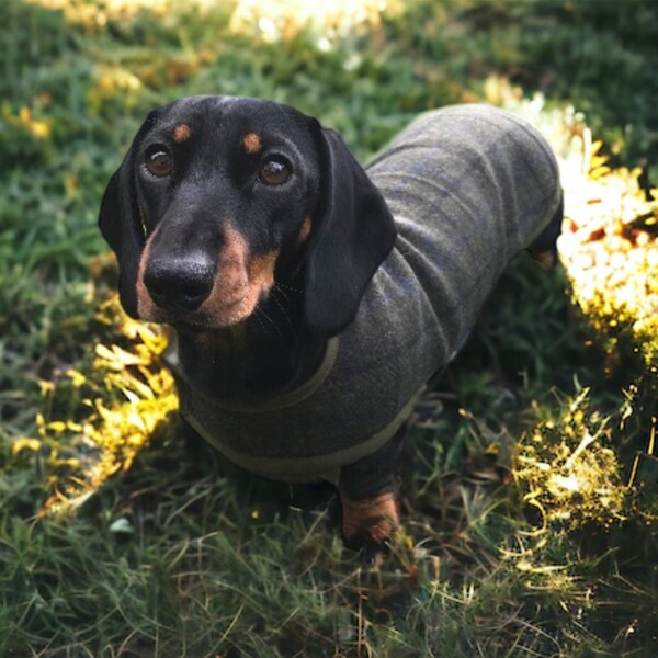 Dachshund Tweed Coat (The Gamekeepers)