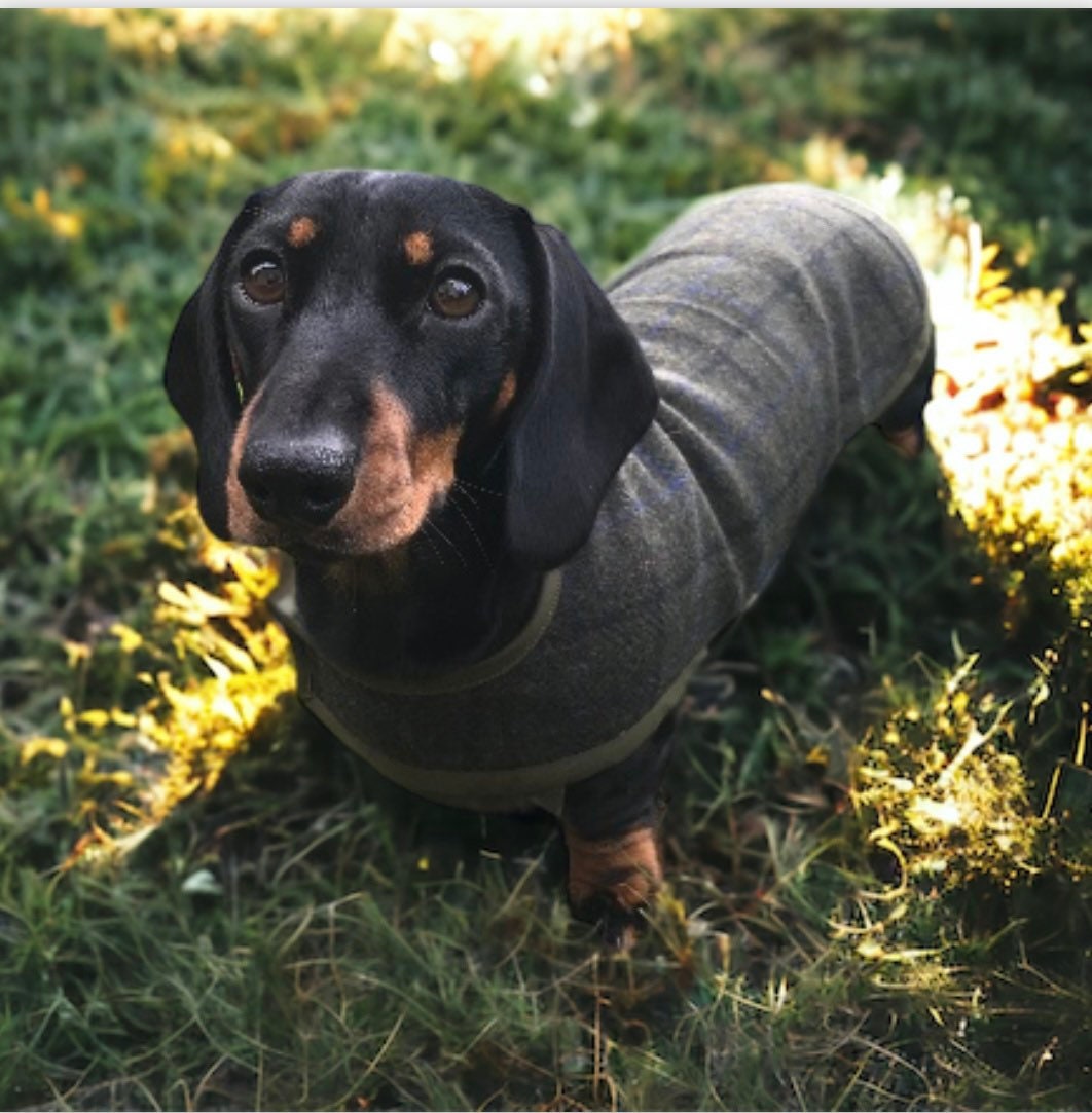 Miniature dachshund clearance accessories