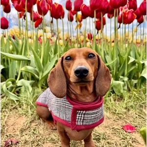 Winter Woolly Dachshund Coat - Burgundy