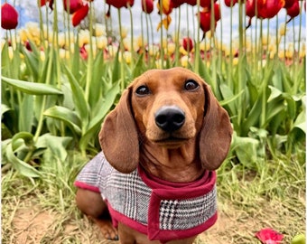 Winter Woolly Dachshund Coat - Burgundy