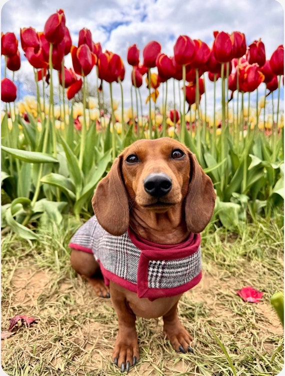 Winter Woolly Dachshund Coat - Burgundy