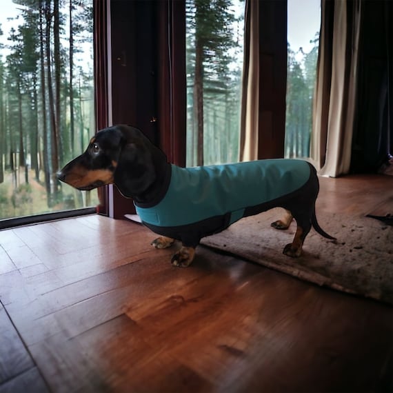 Water resistant Teal Dachshund Coat