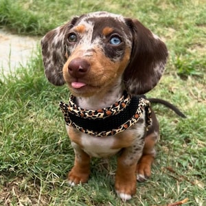 Miniature Dachshund (My first harness)