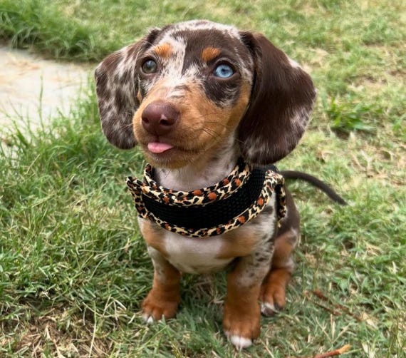 Miniature Dachshund (My first harness)