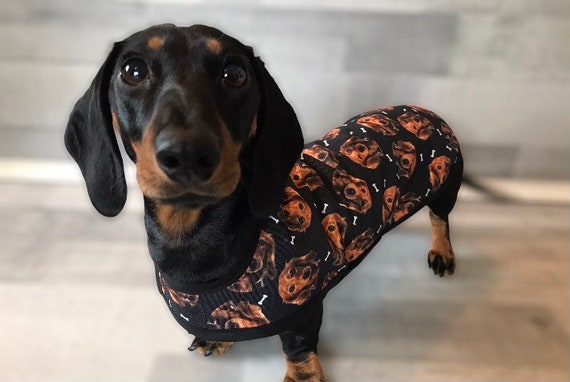 Water Resistant Dachshund face Coat