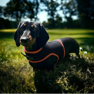 Dachshund Harness No armpit rub image 5