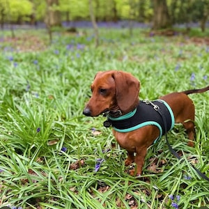 May include: A brown dachshund wearing a black and teal dog harness stands in a field of bluebells. The dog is looking to the left of the frame.