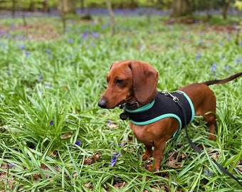 Arnés para perro salchicha (sin frotar en las axilas)