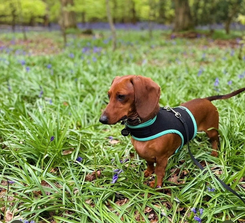 May include: A brown dachshund wearing a black and teal dog harness stands in a field of bluebells. The dog is looking to the left of the frame.