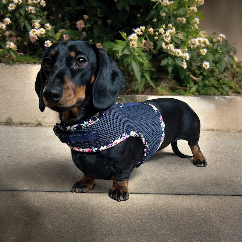 May include: A black dachshund wearing a blue and floral dog harness. The harness has a mesh design and is secured with a buckle.