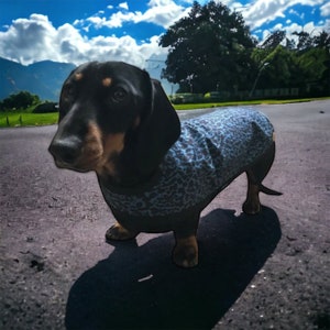 Waterproof Dachshund Coat (twilight leopard soft shell)
