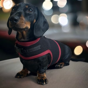 Dachshund Harness No armpit rub image 1