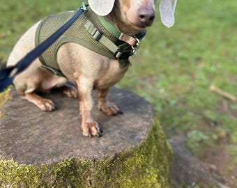 Arnés para perro salchicha: comodidad sin rozaduras, malla extra liviana, seguro y hecho a medida.
