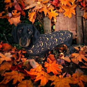 Dachshund Cotton layered Polar Fleece ( Jack O Lantern)