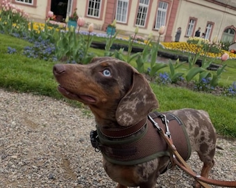 Dachshund Harness ( No armpit rub) Chocolate Brown