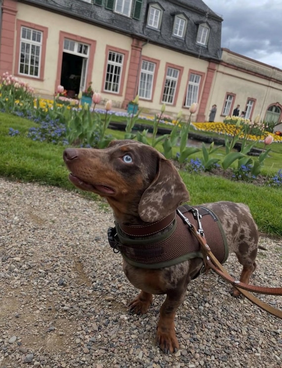 Dachshund Harness ( No armpit rub) Chocolate Brown