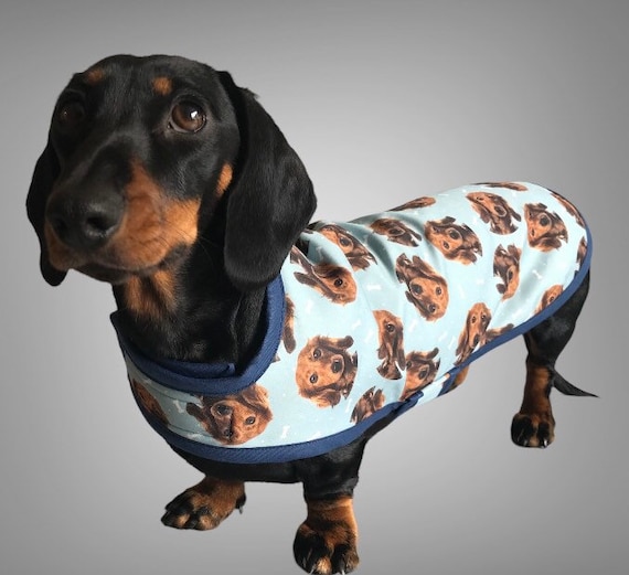 Blue Dachshund Face Coat