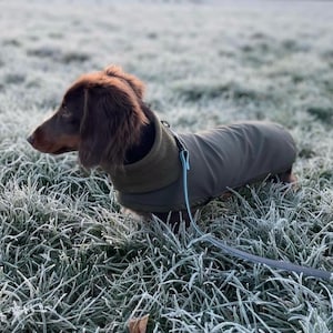 Könnte beinhalten: Ein brauner Dackel mit einem olivgrünen Hundemantel und Halsband. Der Hund steht in einem Feld mit gefrorenem Gras, mit einer Leine am Halsband befestigt. Der Mantel ist entworfen, um den Hund warm zu halten.