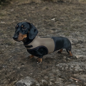 Pode incluir: Um dachshund preto e castanho usando uma coleira de malha bege está em pé sobre uma superfície rochosa coberta de terra. O cão está olhando para a esquerda, mostrando suas pernas curtas e seu corpo longo. A coleira tem tiras ajustáveis.