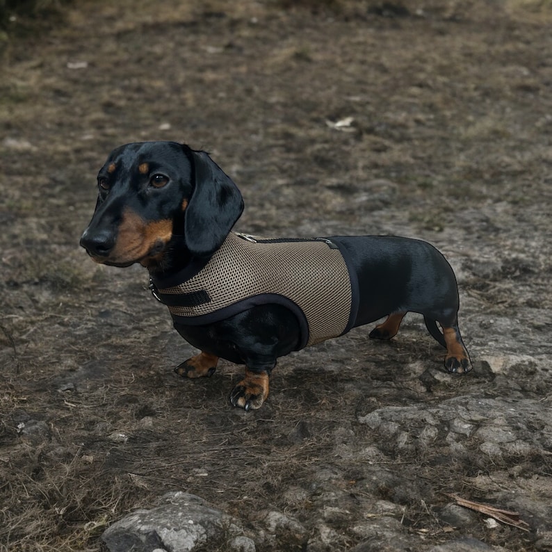 Puede incluir: Un perro salchicha negro y canela con un arn&eacute;s de malla beige est&aacute; de pie sobre una superficie rocosa cubierta de tierra. El perro mira hacia la izquierda, mostrando sus patas cortas y su cuerpo largo. El arn&eacute;s tiene correas ajustables.
