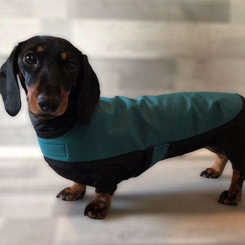 dachshund underbelly coat uk
