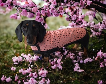 Water repellent Blush Dachshund Coat