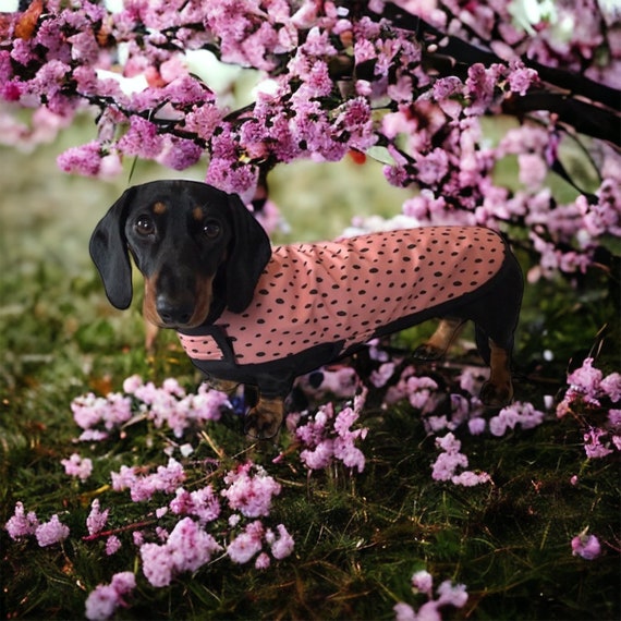 Water repellent Blush Dachshund Coat