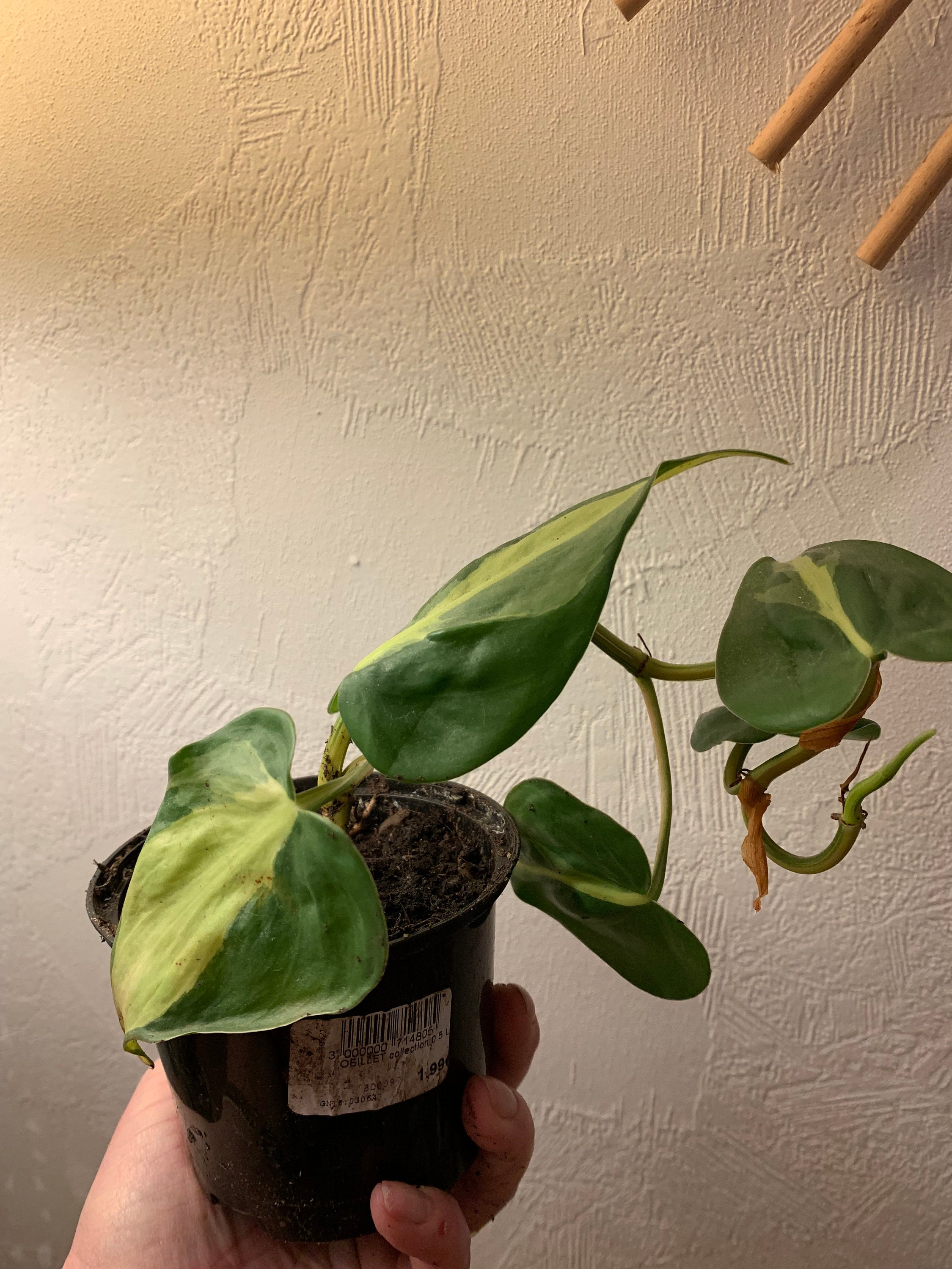 Philodendron Brazil