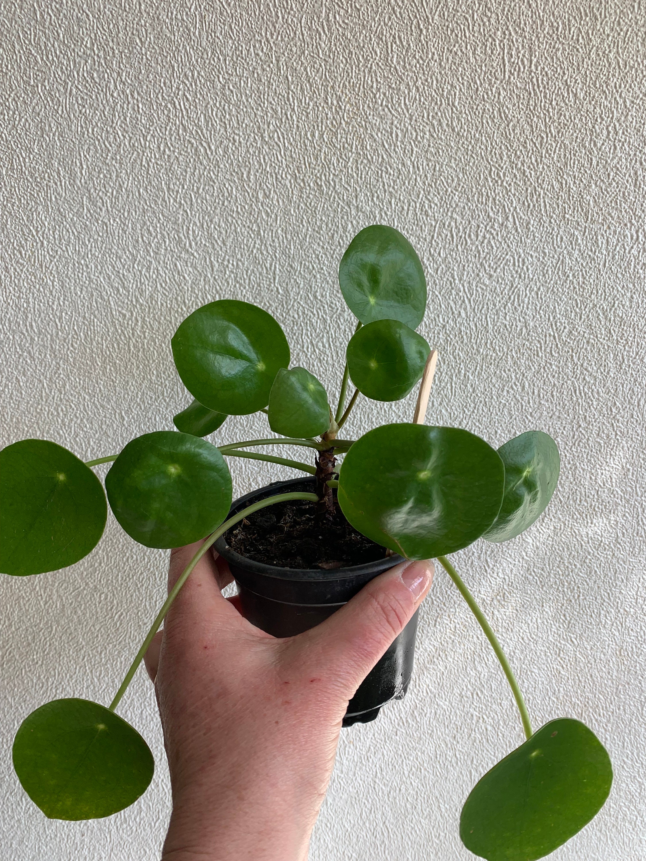 Pilea Bouture