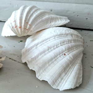 May include: Two large, white, fan-shaped seashells with prominent radial ridges and a scalloped edge. The shells feature a smooth, glossy texture with subtle, faint pinkish-orange spots scattered across the surface of the curved exterior.