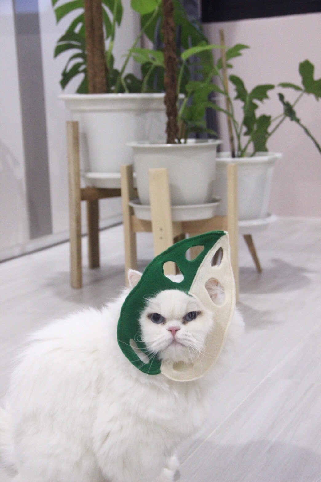 Monstera Obliqua - France | Costumes d'animal Familier