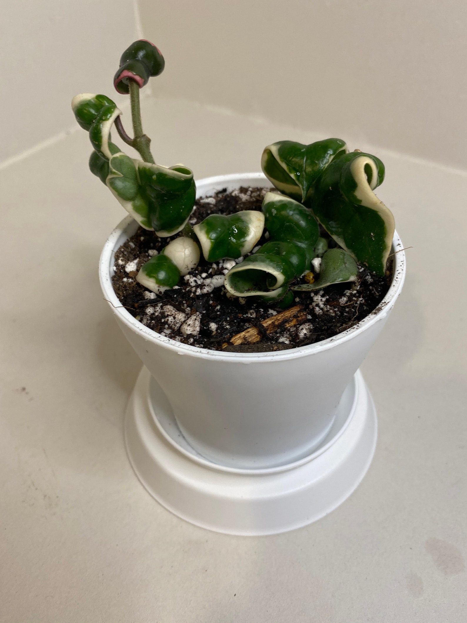 Variegated Hoya Compacta Hindu Rope 4 pot high variegation Etsy