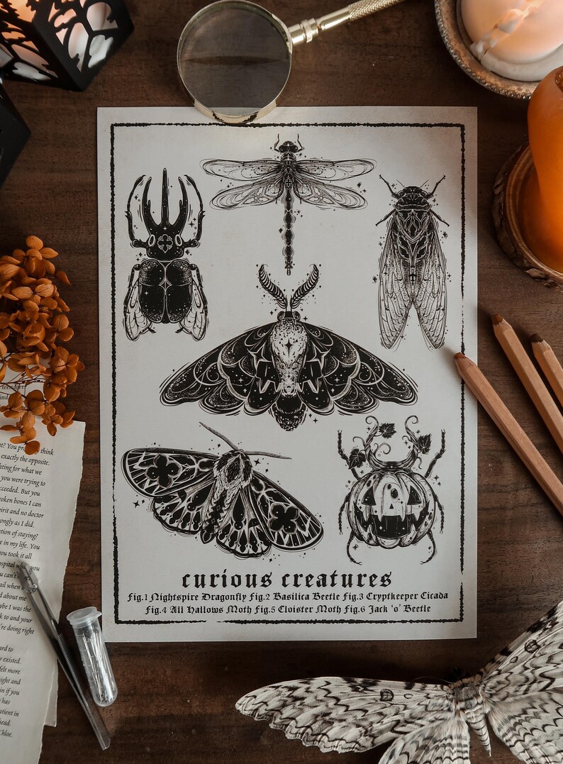 Curious Creatures A4 Print | Gothic Art | Entomology Art | Beetle ...