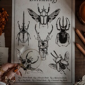 Entomology A4 Print | Gothic Art | Entomology Art | Beetle Artwork ...