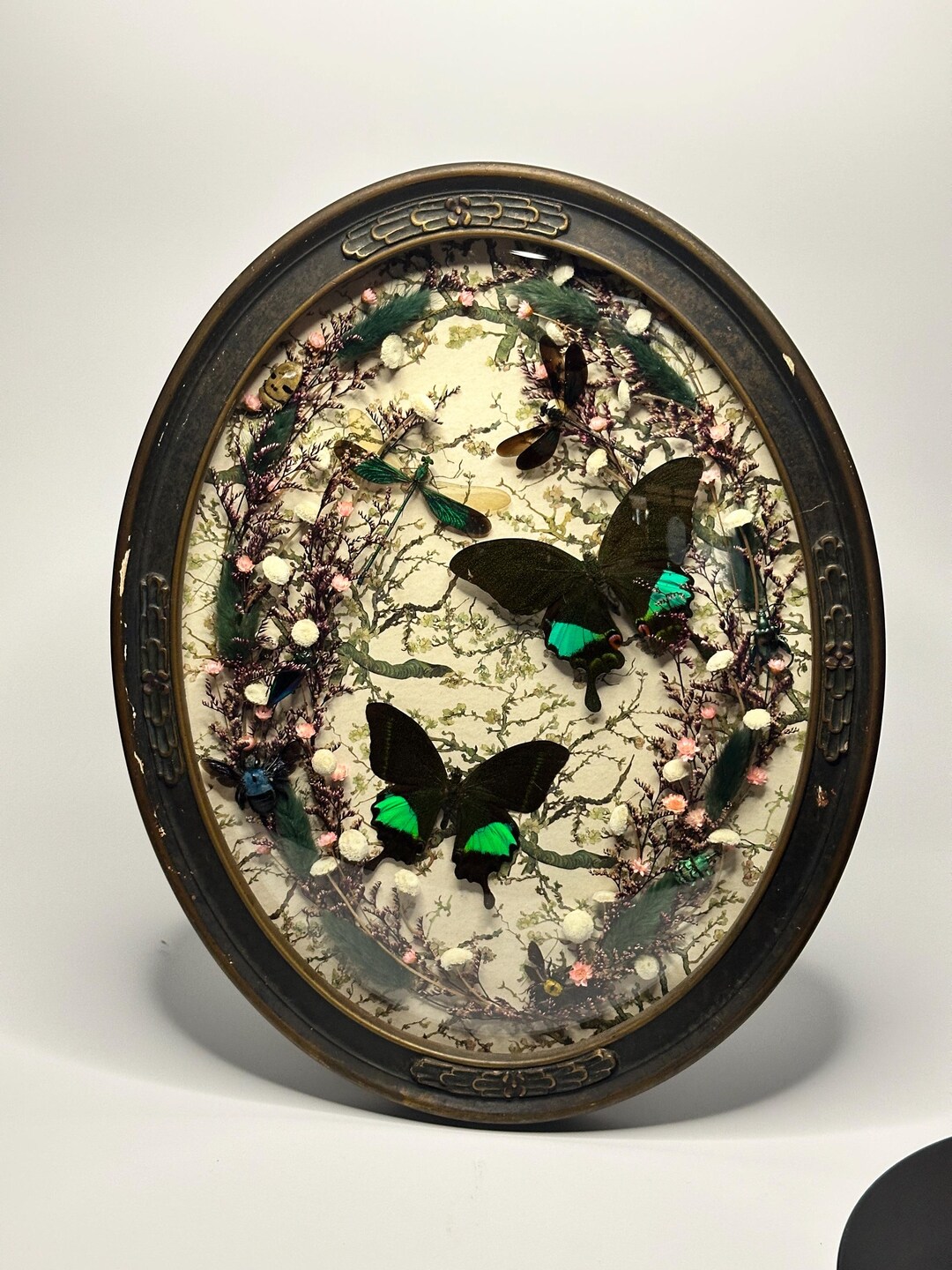 Antique Bubble Glass Butterfly Frame Fine Art Convex Glass Frame ...